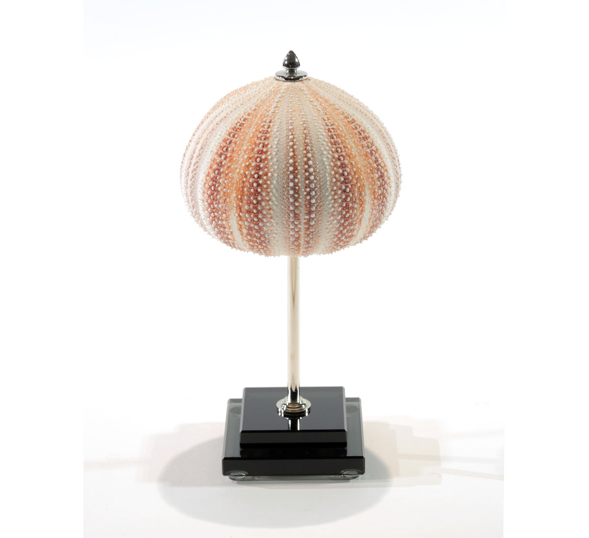 Ёж морской розовый Giuliano Tincani, стоимость 159 840 руб. 