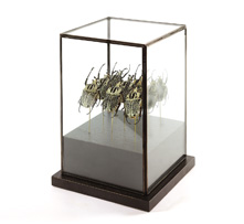 Армия жуков Голиафов        