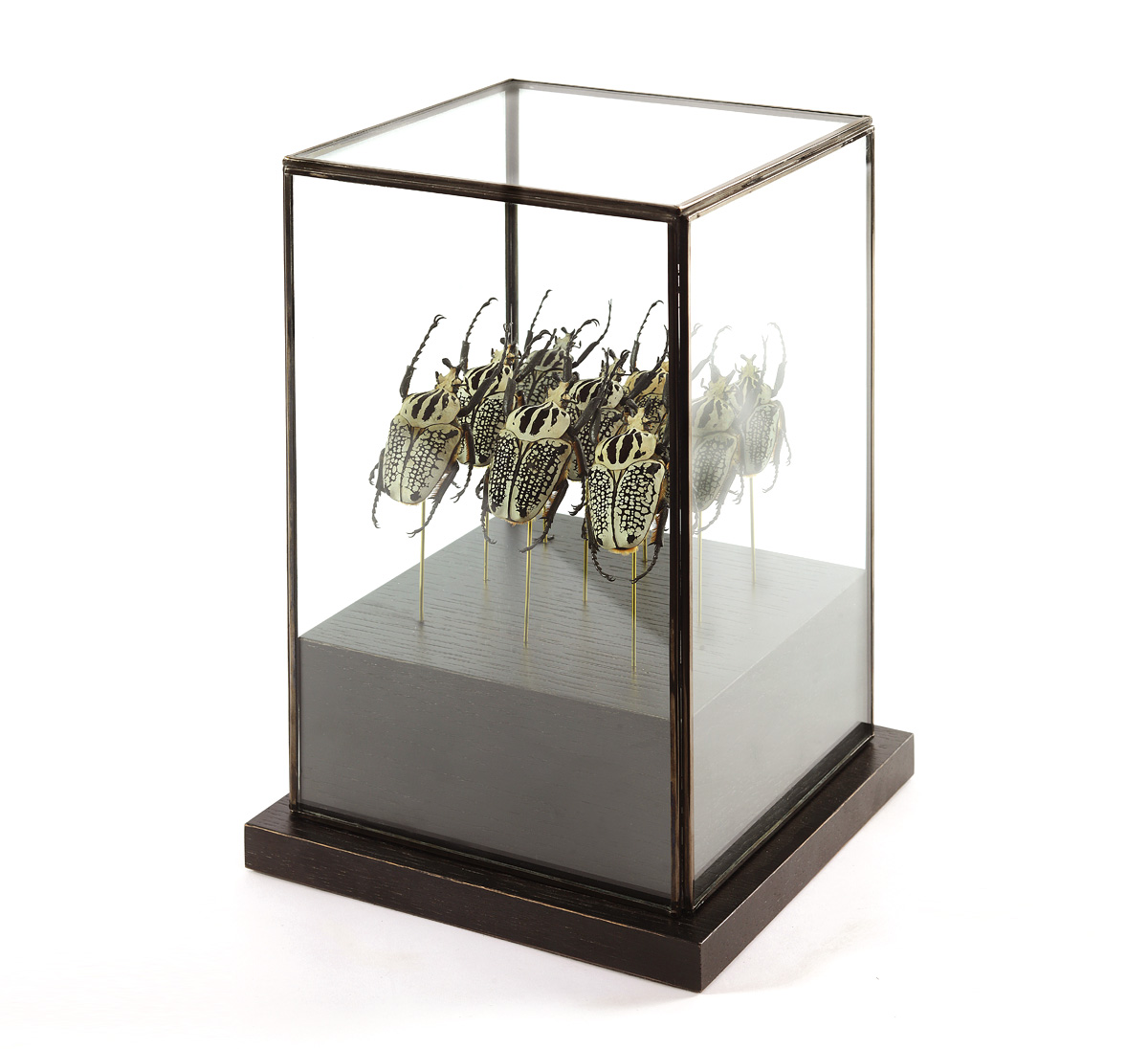 Армия жуков Голиафов  , стоимость 255 600 руб. 